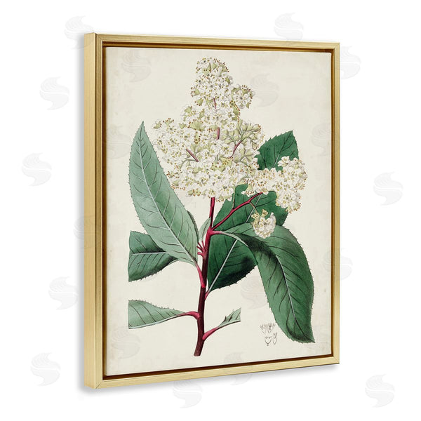 Stupell Industries Curtis | Vintage Garden Study Red Stem Floral Plant