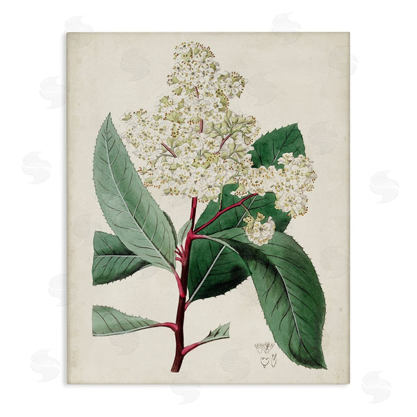 stupell industries Curtis | Vintage Garden Study Red Stem Floral Plant