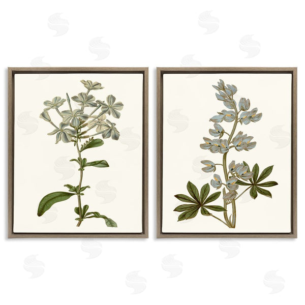 Stupell Industries Curtis | Vintage Illustrated Study Of Blue Botanicals Wall Art