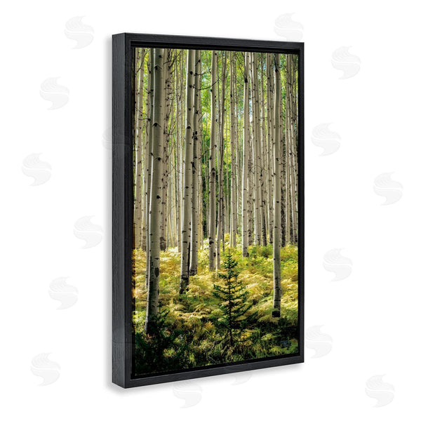 Stupell Industries D. Burt | Small And Tall Birch Forest