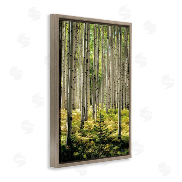 Stupell Industries D. Burt | Small And Tall Birch Forest