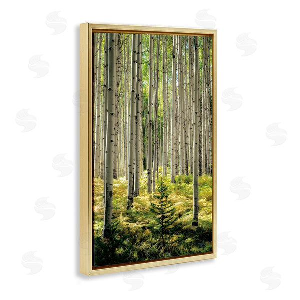 Stupell Industries D. Burt | Small And Tall Birch Forest