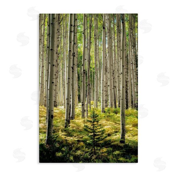 stupell industries D. Burt | Small And Tall Birch Forest