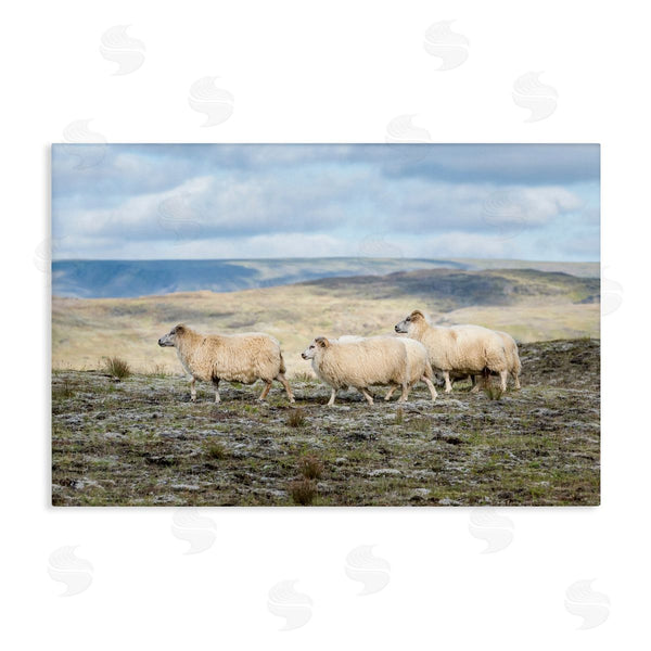 stupell industries D. Burt | Three Friends Sheep in Nature Wall Art