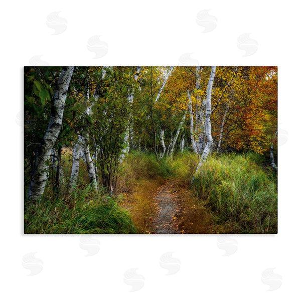 stupell industries D. Burt | Walk In The Hemlocks Forest Wall Art
