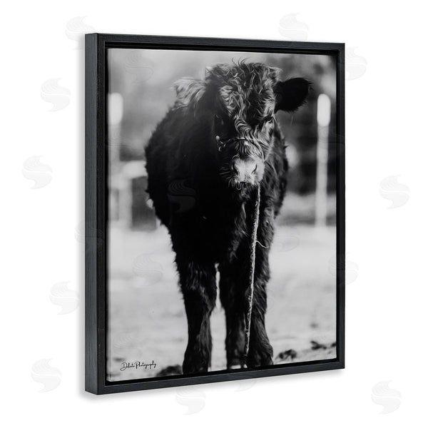Stupell Industries Dakota Diener | Baby Cattle Calf Grazing Rural Farm Photography Wall Art