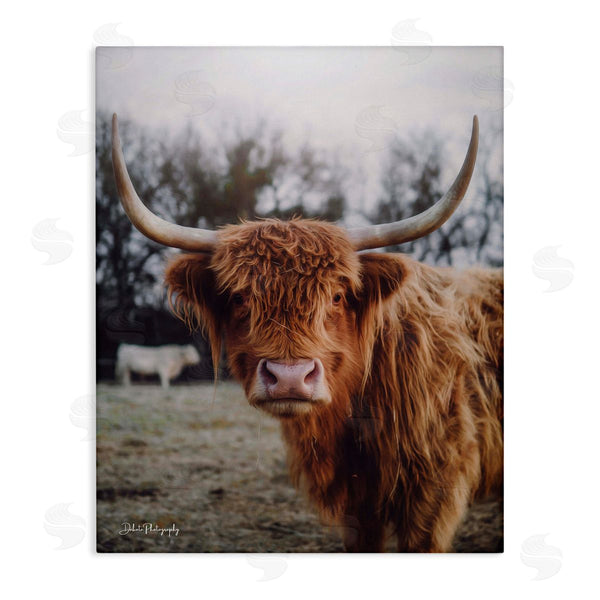 stupell industries Dakota Diener | Highland Cattle Cow Gazing Warm Sunny Portrait Wall Art