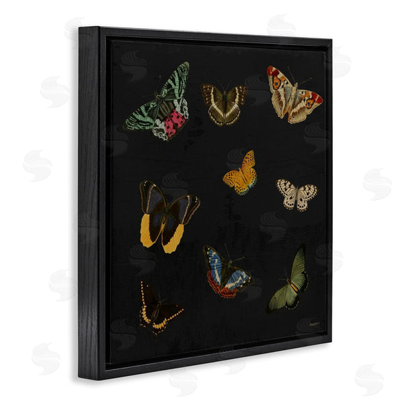Stupell Industries Dan Meneely | Butterfly & Moth Collection Wall Art