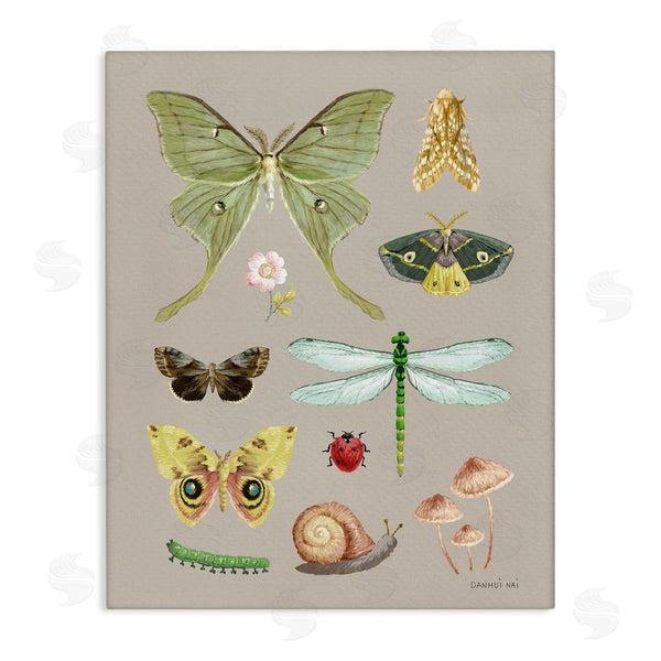 stupell industries Danhui Nai | Various Insect Studies Wall Art