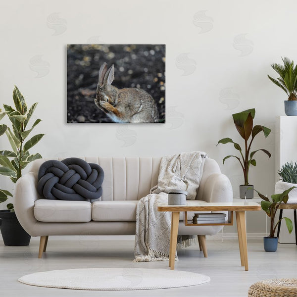 Stupell Industries Daniel Friend | Embarrassed Rabbit Photograph Wall Art