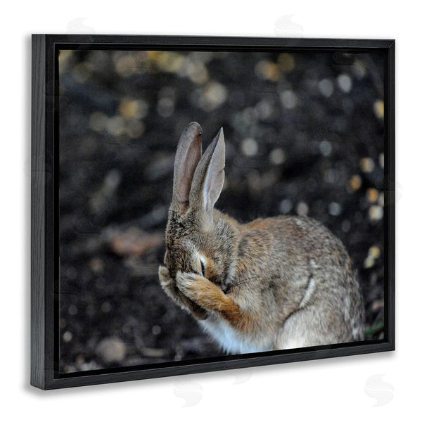 Stupell Industries Daniel Friend | Embarrassed Rabbit Photograph Wall Art