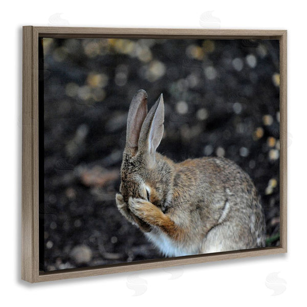Stupell Industries Daniel Friend | Embarrassed Rabbit Photograph Wall Art