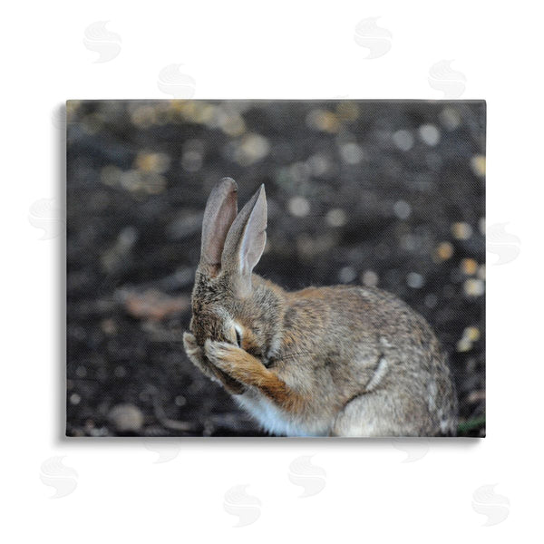 stupell industries Daniel Friend | Embarrassed Rabbit Photograph Wall Art