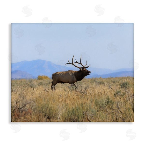stupell industries Daniel Sproul | Elk Grazing Pasture Grassland Blue Distant Mountains Wall Art