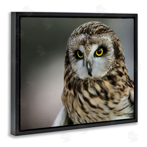 Stupell Industries Daniel Sproul | Fierce Hunting Owl Modern Bokeh Photography Effect Wall Art
