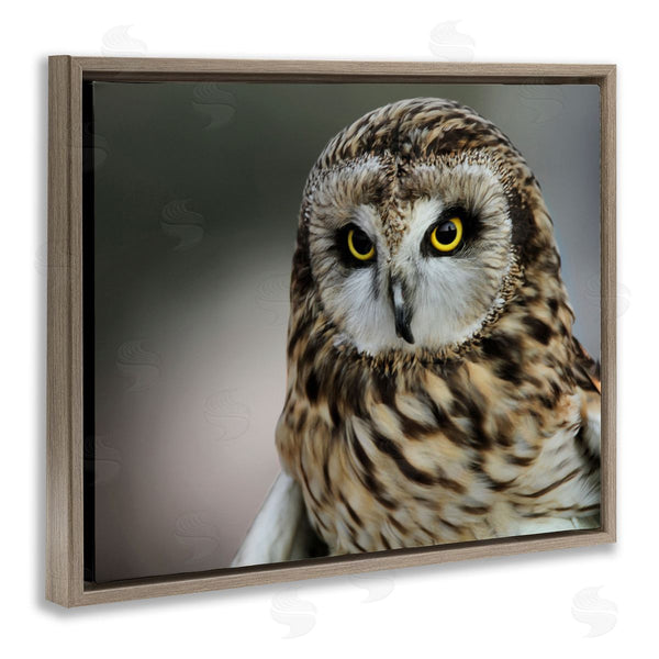 Stupell Industries Daniel Sproul | Fierce Hunting Owl Modern Bokeh Photography Effect Wall Art