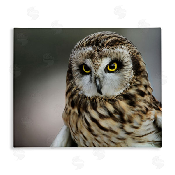 stupell industries Daniel Sproul | Fierce Hunting Owl Modern Bokeh Photography Effect Wall Art