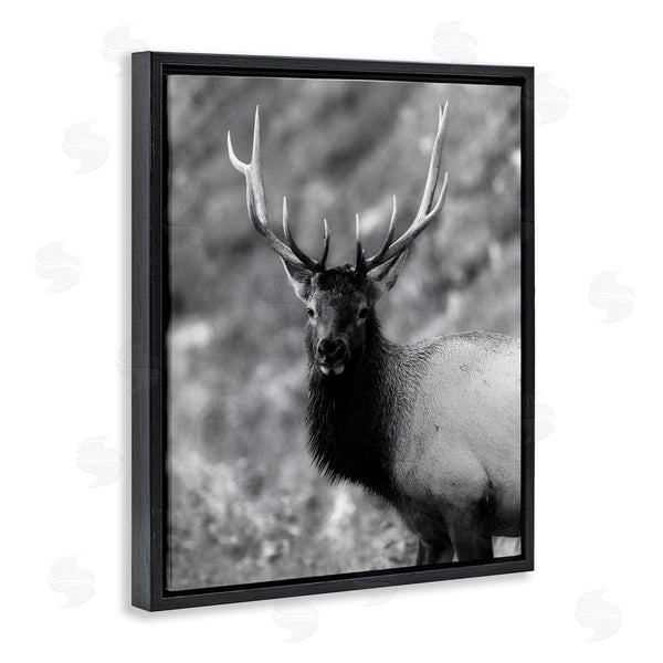 Stupell Industries Daniel Sproul | Grey Elk Photography