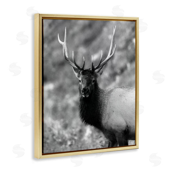 Stupell Industries Daniel Sproul | Grey Elk Photography