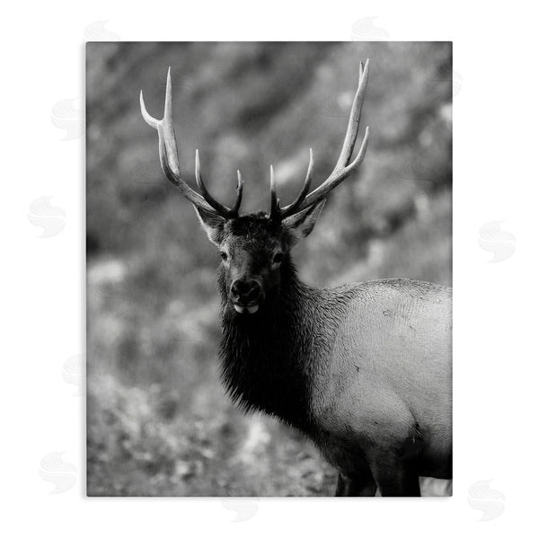 stupell industries Daniel Sproul | Grey Elk Photography