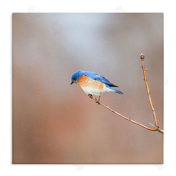 stupell industries Daniel Sproul | Lone Blue Jay Bird Tree Simple Design Wall Art