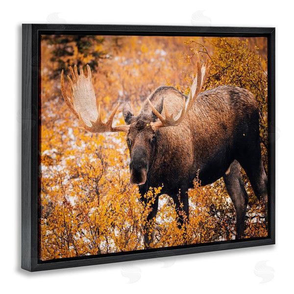 Stupell Industries Daniel Sproul | Moose In Autumn Foliage Wall Art