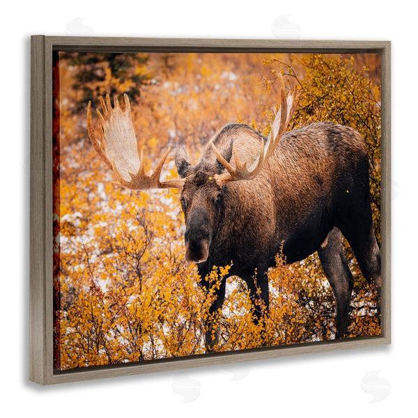 Stupell Industries Daniel Sproul | Moose In Autumn Foliage Wall Art