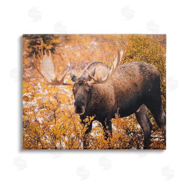 stupell industries Daniel Sproul | Moose in Autumn Foliage Wall Art