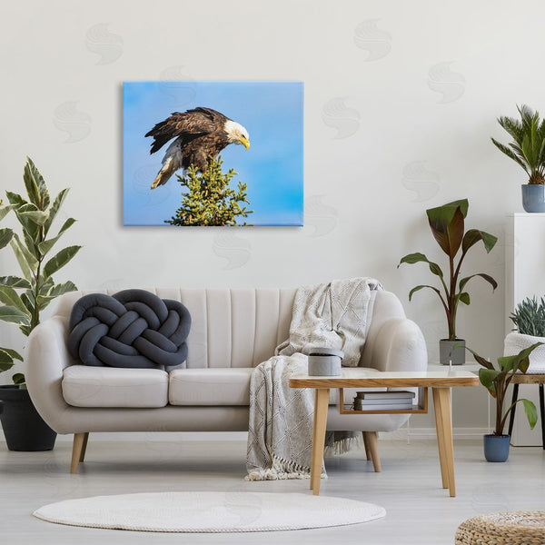 Stupell Industries Daniel Sproul | Perched Eagle Photography Wall Art