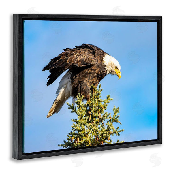 Stupell Industries Daniel Sproul | Perched Eagle Photography Wall Art