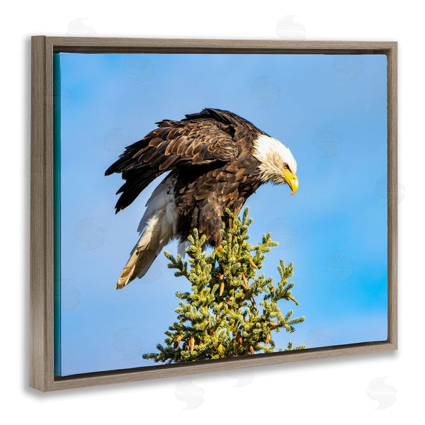 Stupell Industries Daniel Sproul | Perched Eagle Photography Wall Art