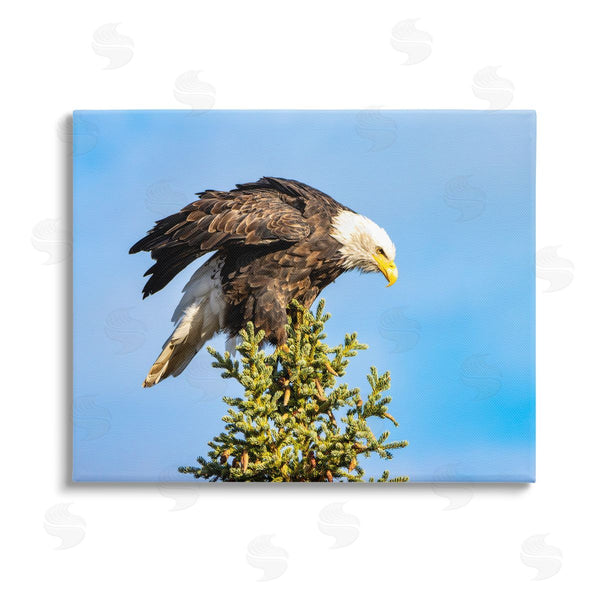 stupell industries Daniel Sproul | Perched Eagle Photography Wall Art