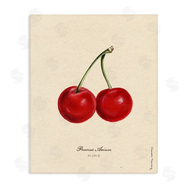 stupell industries Danielle Murray | Cherry Fruit Portrait