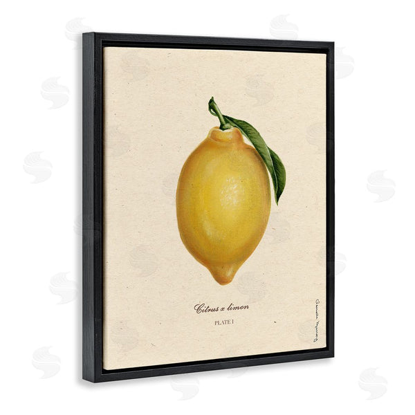 Stupell Industries Danielle Murray | Lemon Fruit Portrait
