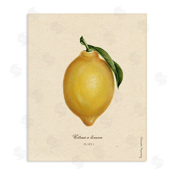 Stupell Industries Danielle Murray | Lemon Fruit Portrait