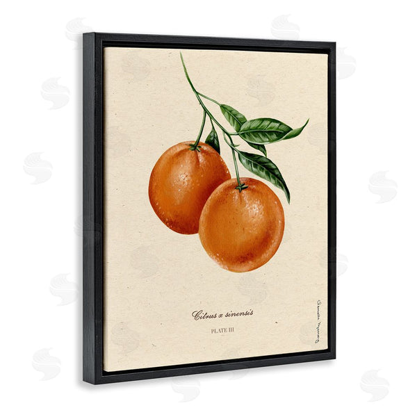 Stupell Industries Danielle Murray | Orange Fruit Portrait