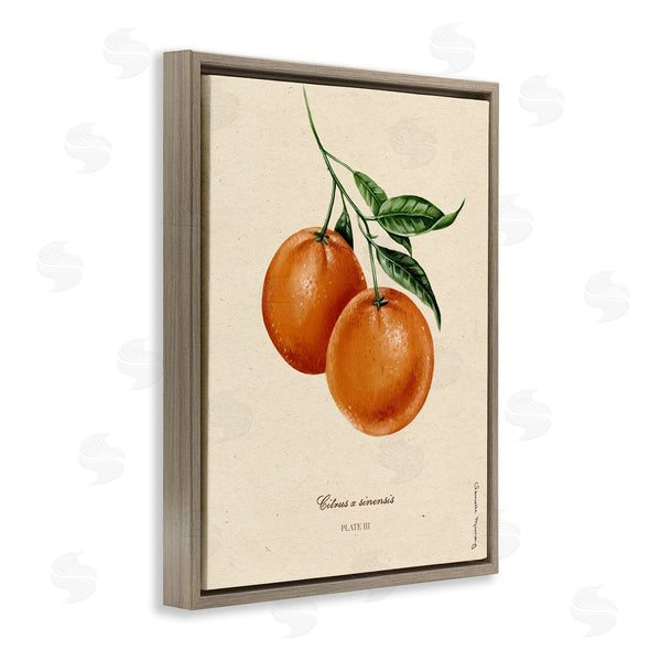 Stupell Industries Danielle Murray | Orange Fruit Portrait