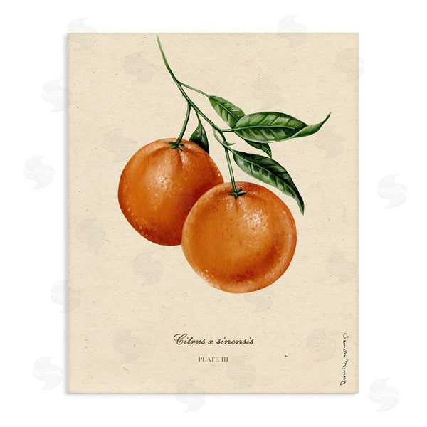 stupell industries Danielle Murray | Orange Fruit Portrait