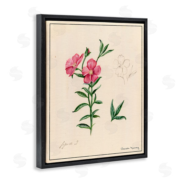 Stupell Industries Danielle Murray | Science Study Pink Flower