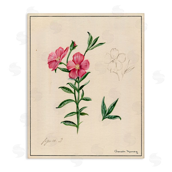 stupell industries Danielle Murray | Science Study Pink Flower