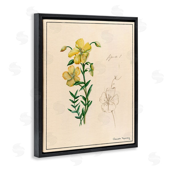 Stupell Industries Danielle Murray | Science Study Yellow Flower