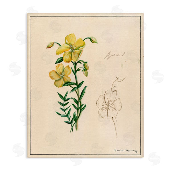 stupell industries Danielle Murray | Science Study Yellow Flower