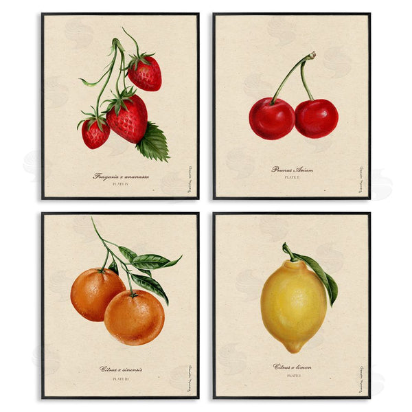 Stupell Industries Danielle Murray | Vintage Fruit Portraits Wall Art