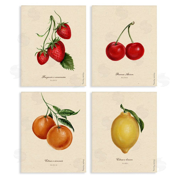 stupell industries Danielle Murray | Vintage Fruit Portraits Wall Art