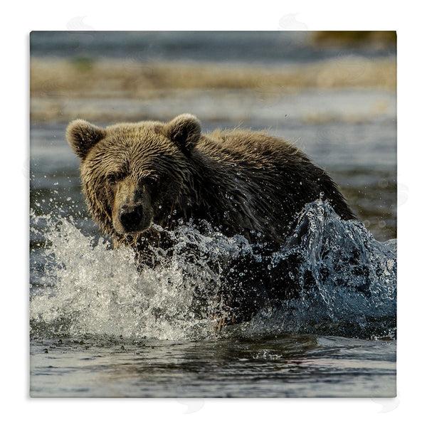 stupell industries Danita Delimont | Bear Splashing in River