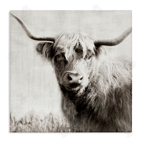 stupell industries Danita Delimont | Black & White Highland Cow