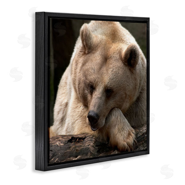 Stupell Industries Danita Delimont | Brown Bear Forest Wildlife Wall Art