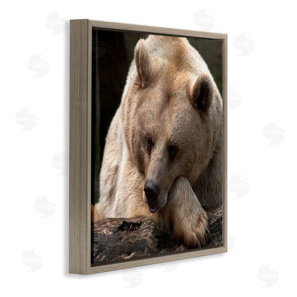 Stupell Industries Danita Delimont | Brown Bear Forest Wildlife Wall Art