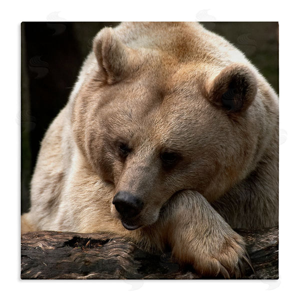 stupell industries Danita Delimont | Brown Bear Forest Wildlife Wall Art