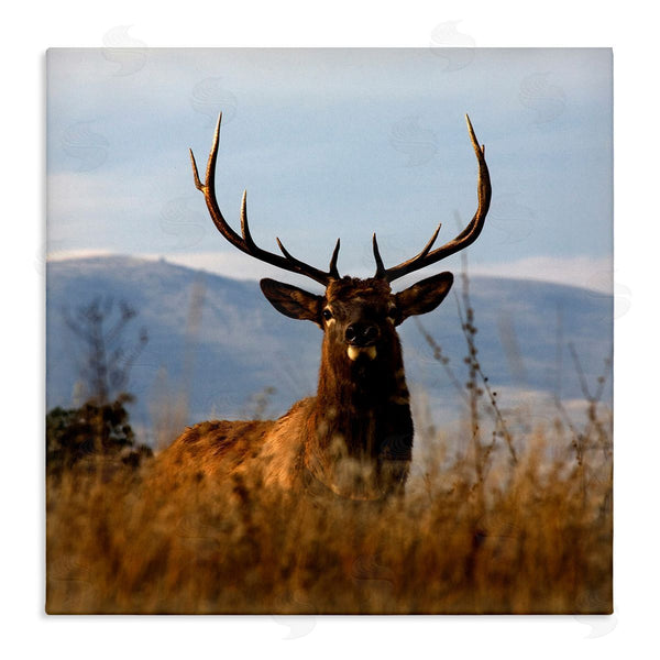stupell industries Danita Delimont | Buck in Tall Grass Landscape Wall Art
